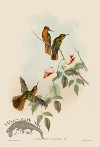 Gould Hummingbird 051